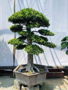 家里养罗汉松风水好吗旺不旺财