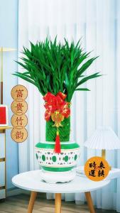 店铺门口摆放什么植物招财 富贵竹怎么水养才旺盛