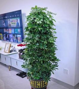 店铺怎样招财 摆放绿植可以提升店铺财运