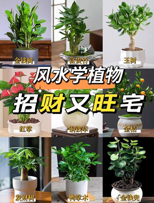 大厅放什么植物最旺财