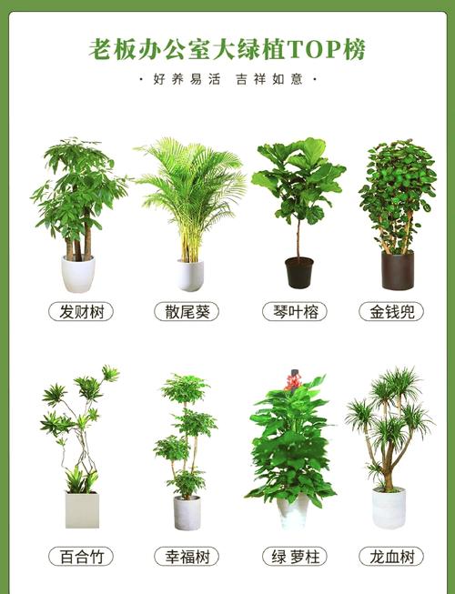 办公室高档绿植