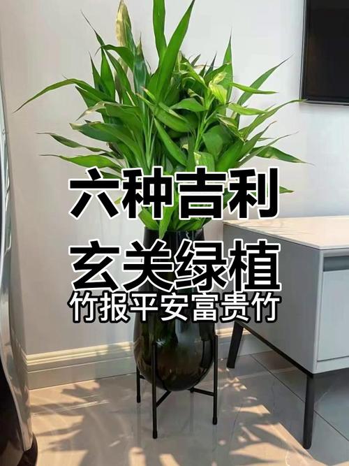 大门口两边最旺宅的植物
