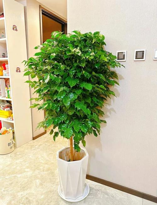 大厅摆放什么植物旺财