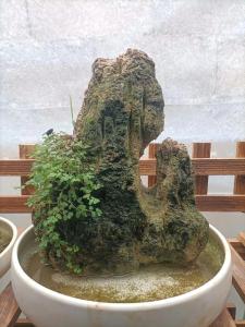 小假山盆景摆放客厅图