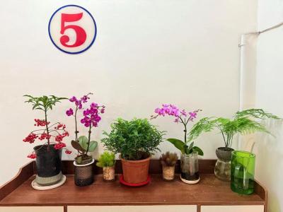 进门鞋柜放什么花最好