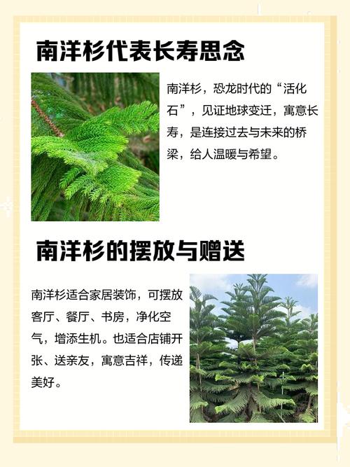 南洋杉寓意什么风水,南洋杉在家居中的作用有哪些?