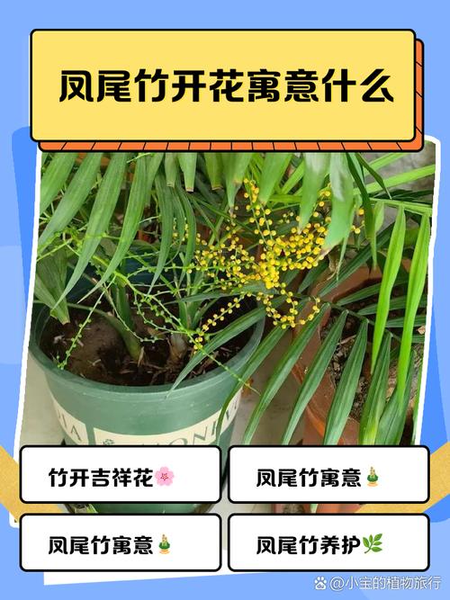 风水学竹子开花意味着什么,竹子开花会有什么影响