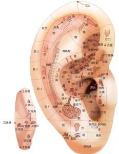 耳根在哪个位置,耳根穴在哪个地方