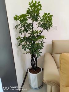 鹅掌柴风水摆放三不要是什么