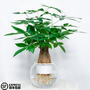 发财树用什么土最好呢,发财树用什么土培植