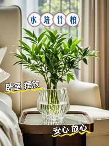 卧室宜放什么风水植物