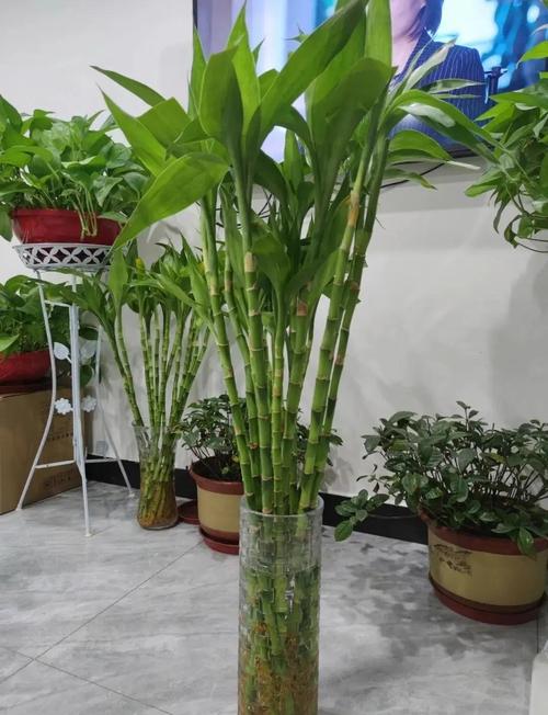 这些风水植物可帮你招桃花