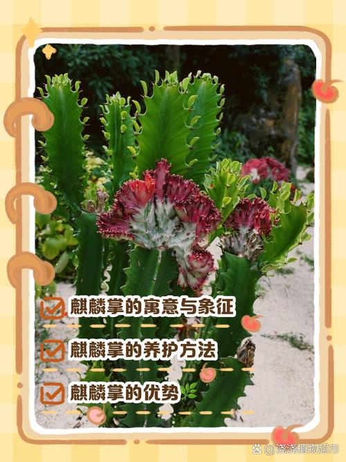 家里养麒麟掌的忌讳,麒麟掌的风水作用