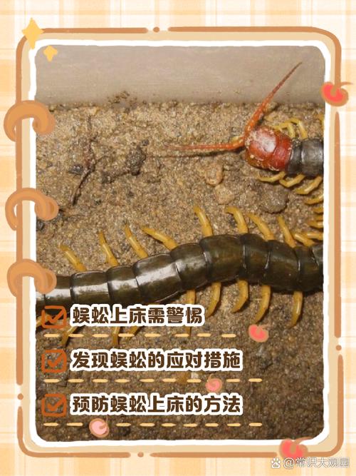 蜈蚣会爬到床上去吗,蜈蚣会爬上沙发或床上吗