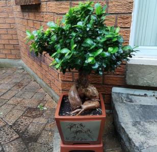 榕树放在家里的什么位置最好,榕树盆景能放室内吗