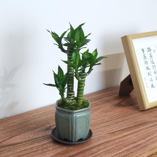 办公室富贵竹的摆设风水