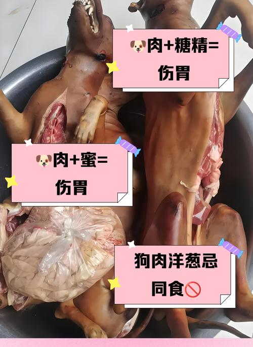 什么八字不宜吃狗肉