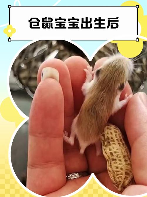 2020年1月份出生的鼠宝宝好吗 哪天出生好