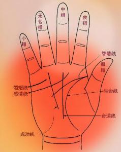 女人的厚手掌都代表了什么意思呢