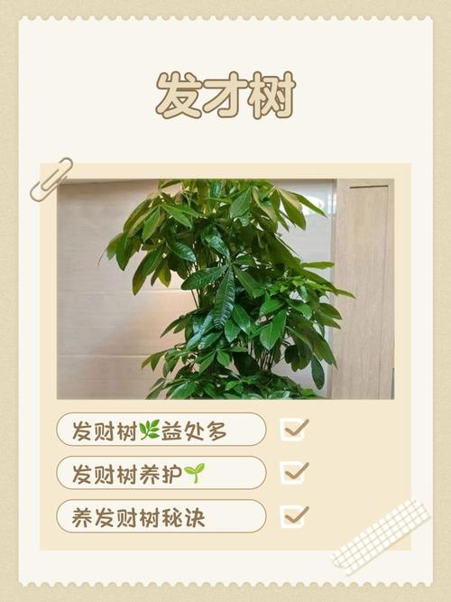 家居客厅养树风水注意事项
