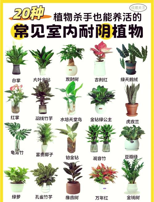 室内玄关放什么植物比较好