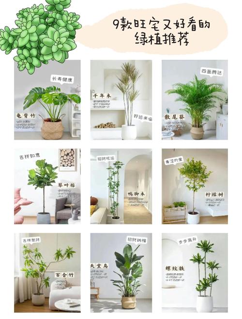 家居客厅植物的风水怎样看