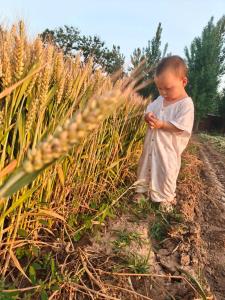 孩子芒种出生 晚景优渥富足