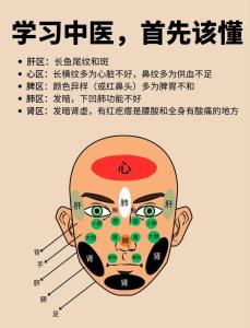 面相学之：面部与脏腑的对应关系