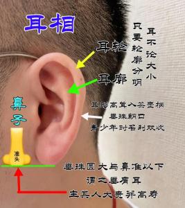 耳朵大的人有福气吗 如何从耳朵大小的判断