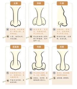 男人十种鼻型分类图解