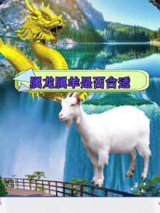 多看到对方优点 03年羊和00龙配吗