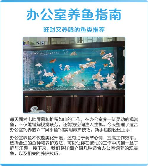 办公室养鱼风水的注意事项有哪些