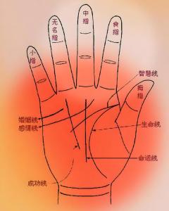 男人财运手相看财运线