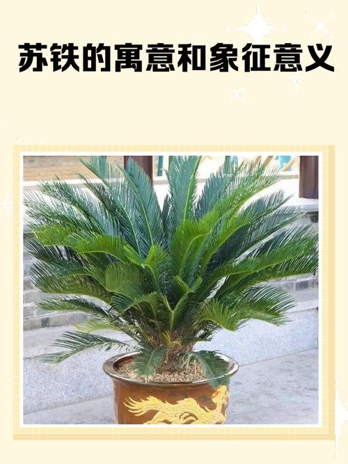 家庭种铁树需配裁白芍在风水上有何讲究