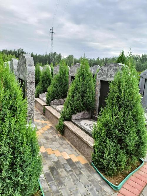 坟地周围适合栽什么树