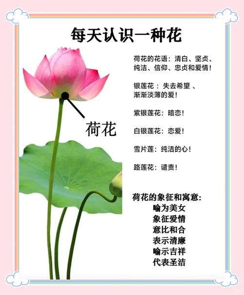 荷花的风水作用