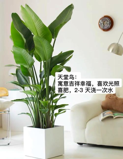 家里的财位放小鸟,请问客厅的财位上摆放什么植物比较好?