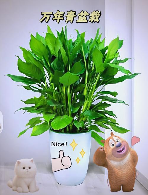 万年青放在室内财位上好吗,适合放在客厅财位的植物有哪些