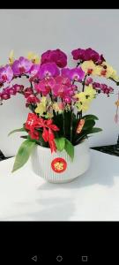 9个鲜花摆放的家居风水学，客厅财位摆放什么植物好