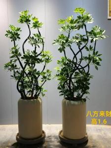 办公室绿植如何摆设风水好