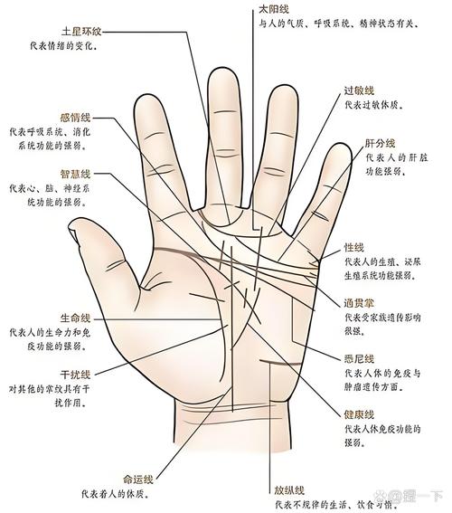 手相观测智慧线末端分叉预兆何种人生运势