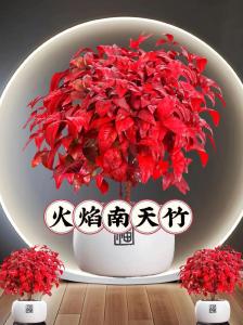 2019年命里五行缺火养植物什么好