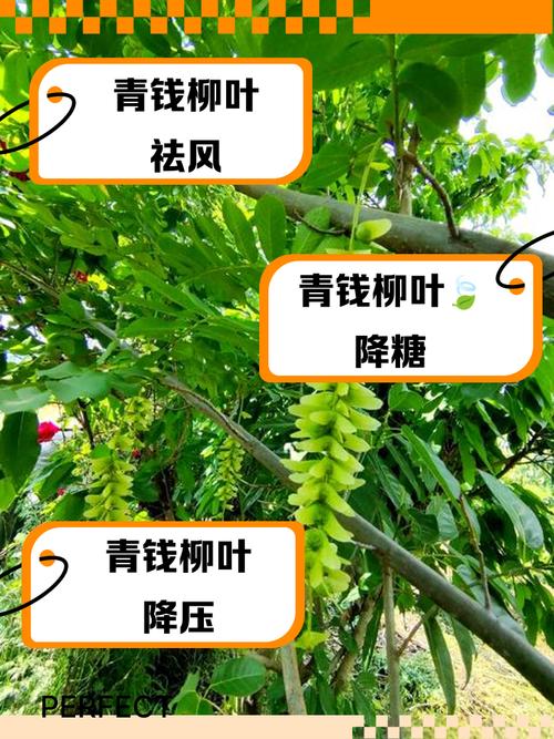柳树有什么风水讲究吗