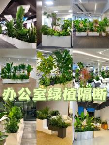 办公室内的屏风与植物的摆放
