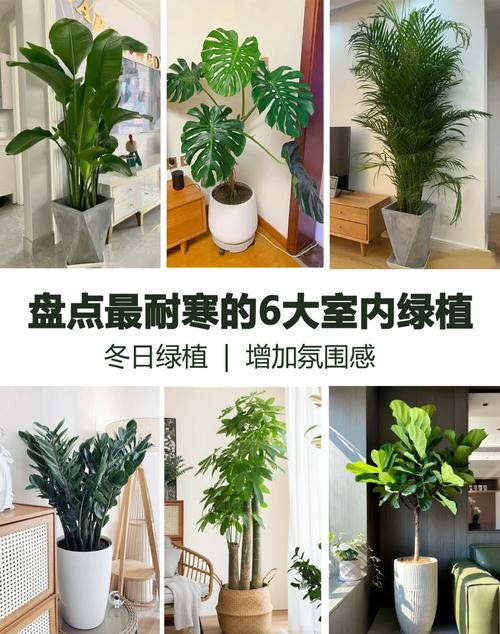 冬季卧室风水：植物选择宜与忌