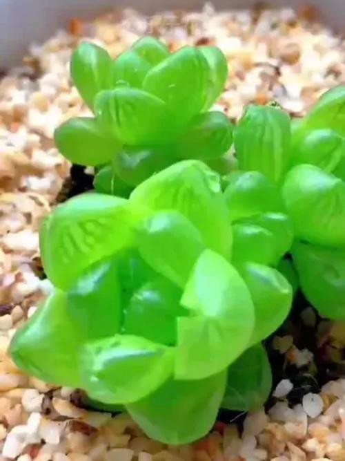 属鸡的开运植物是什么？一种多肉植物？