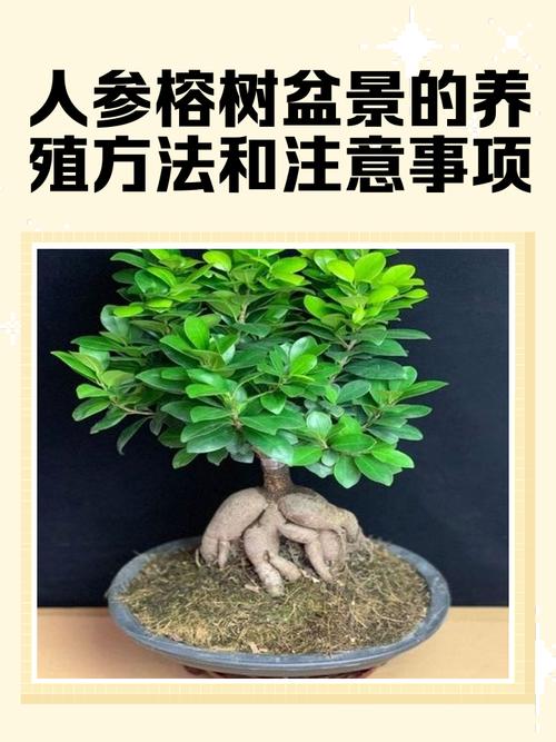 人参榕的风水作用，人参榕养殖法窍门