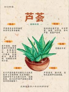 多叶芦荟是什么？多叶芦荟要怎么养殖才好