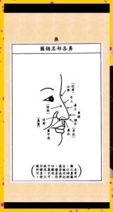 鼻子看面相算命图解 鼻子看面相女人