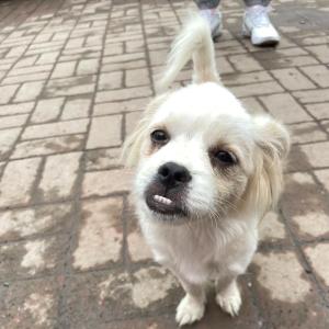 兜齿是什么